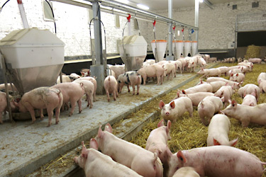 Strohstall für Mastschweine