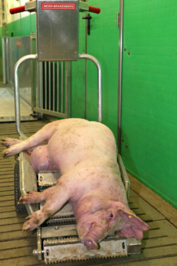 verendetes Schwein