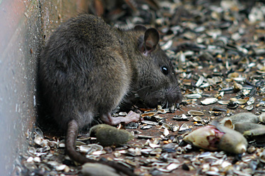 Ratte an der Hauswand