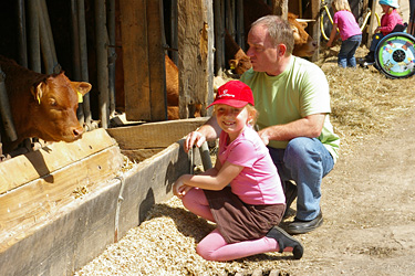 Rinder auf dem Erlebnisbauernhof