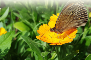 Schmetterling