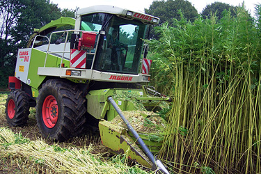 Hanfernte mit einem Claas Jaguar