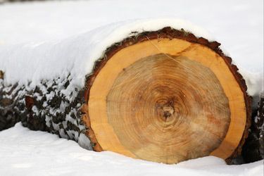 Holzstamm im Schnee