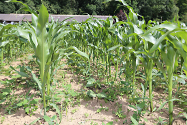 Mais-Stangenbohnen Gemengeanbau