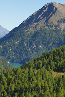Wald in Südtirol