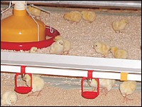 Mastküken im Hähnchenstall