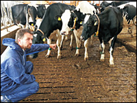 Berater im Kuhstall