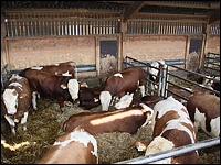 Bullenmaststall