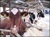Cows and more