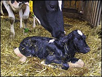 Kalb nach der Geburt