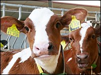 Kalb im Stroh