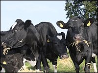 Kühe auf der Weide