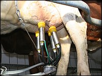 angesetztes Melkzeug 
