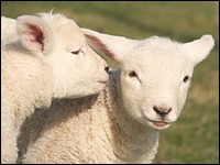 Lämmer zu Ostern
