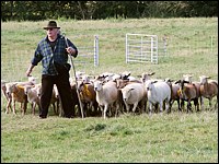 Schafe hüten