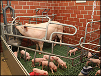 Bewegungsbucht im Abferkelstall