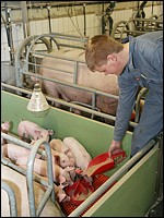 Ferkel anfüttern