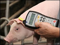 Ohrmarkentransponder beim Ferkel einlesen