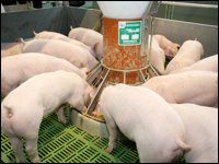 Ferkel am Rundtrog