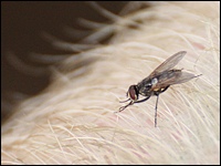 Fliege im Schweinestall