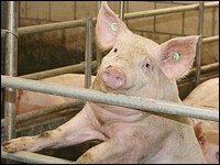 Mastschwein an Buchtenabtrennung