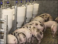 Mastschweine am Breiautomaten