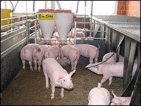 Mastschweine am Breiautomat