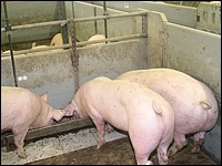 Mastschweine am Trog