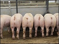 Mastschweine am Trog