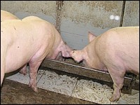 Mastschweine am Trog
