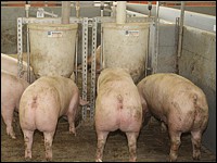 Mastschweine am Rohrbreiautomaten