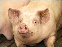 Mastschwein