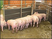 Mastschweinebucht