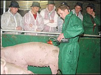Rückenspeckmessung bei der Sau