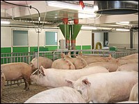Sauen in der Grossgruppe