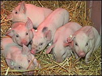 Saugferkel