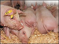 Saugferkel