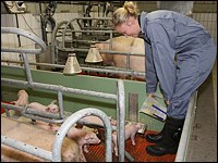 Saugferkel anfüttern
