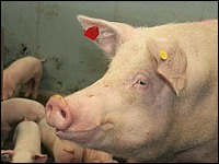 Düsser Schweinetage 2011