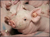 Düsser Schweinetage 2011