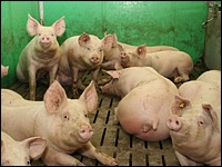 Düsser Schweinetage 2011