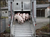 Transport von Jungsauen