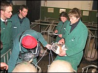 Trächtigkeitskontrolle bei der Sau