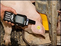 Mastschwein mit Handheld-PC erkennen