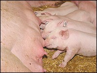 Saugferkel bei der Sau