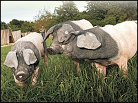 Bioschweine auf der Weide