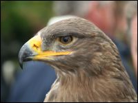 Greifvogel auf dem Düsser Bauernmarkt