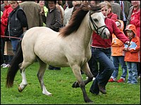 trabendes Pony