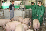 Ausbildung im Schweinestall