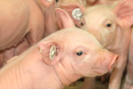 saugferkel_9_150_100